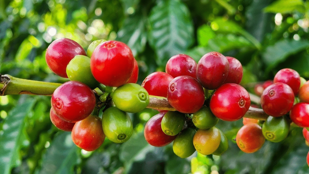 Agronegócio Mineiro Registra Recorde Histórico de Exportações em 2025