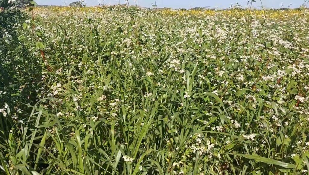 Benefícios das Plantas de Cobertura: Potencial Inexplorado na Agricultura Brasileira