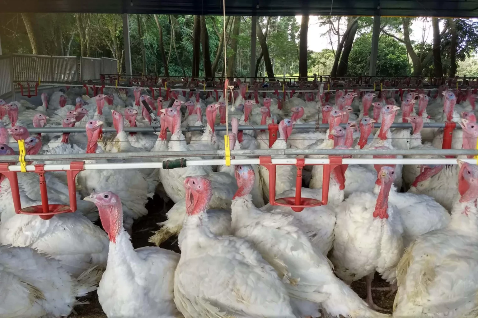 Paraná se Destaca como Referência Nacional em Produção de Peru na Véspera do Natal