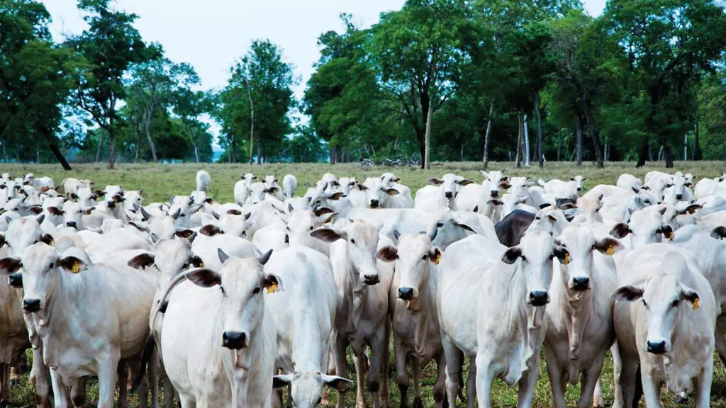 Pecuária Brasileira: Avanços e Centro de Pesquisas em Rio Preto