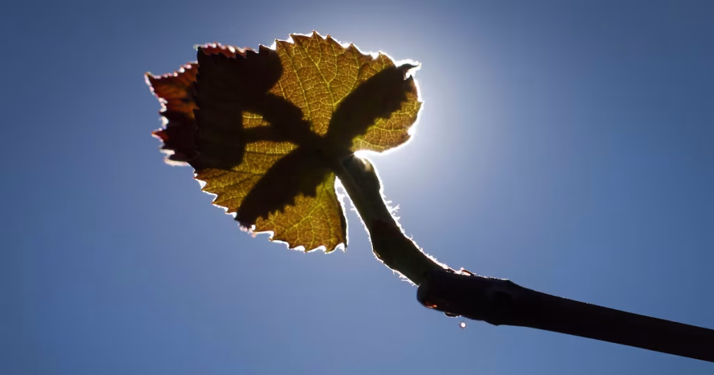 Seguros no Agronegócio: Baixa Cobertura Aumenta Vulnerabilidade a Crises Climáticas