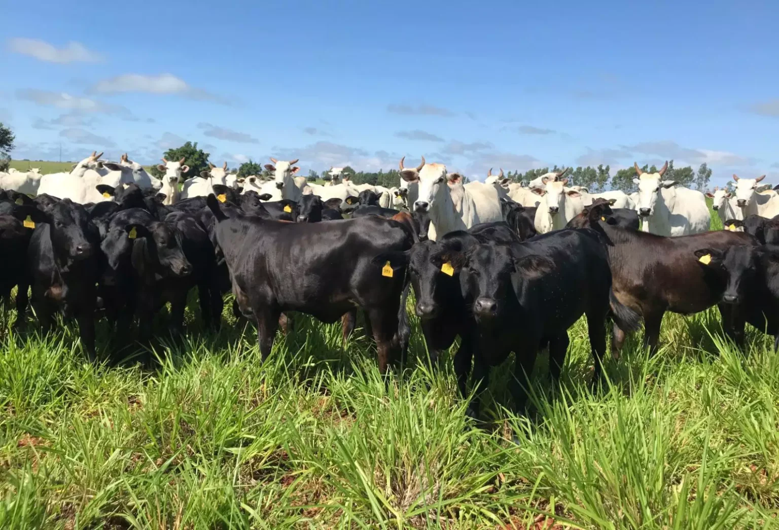 2026: O Ano da Cria na Pecuária Brasileira?