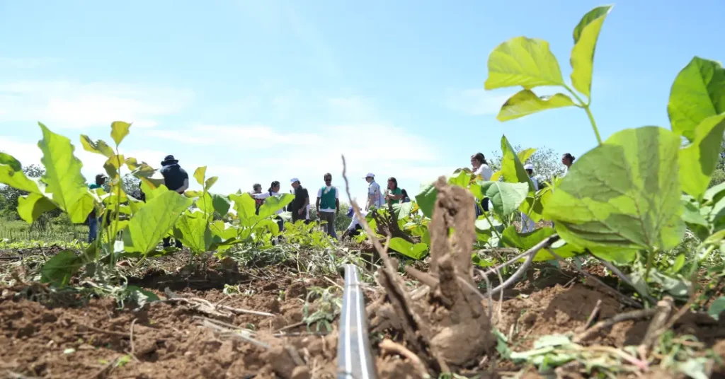 Agronegócio em Crise: Selic Alta Gera Dificuldades e Vendas Forçadas de Terras