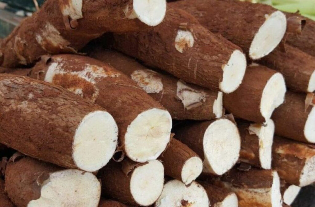 Aumento da Oferta de Mandioca Impacta Rentabilidade em 2025