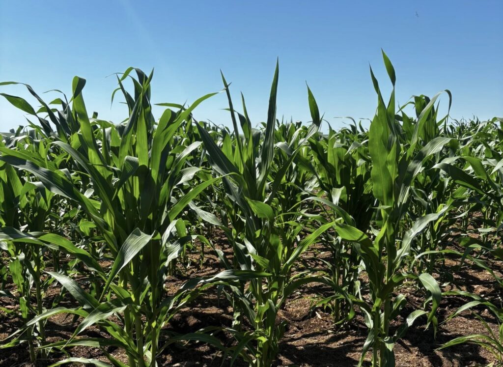 Chuvas e Temperaturas Elevadas Impulsionam Milho e Soja em Alegrete