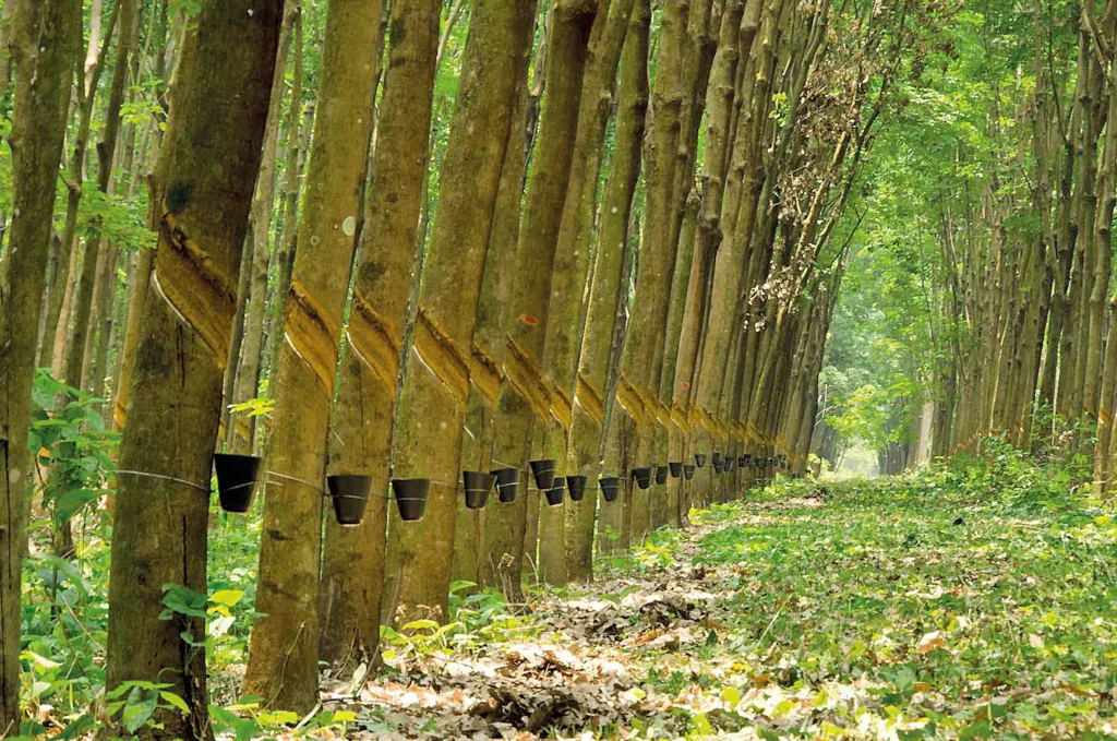 Excesso de Borracha Preocupa Produtores na Safra 2025-2026