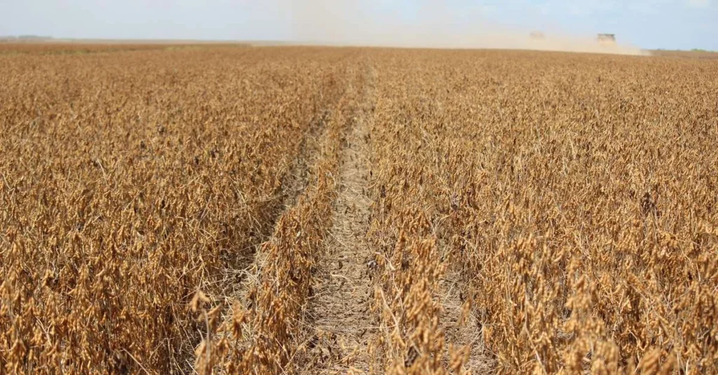 Exportações do Agronegócio Gaúcho Sofrem Queda em 2025