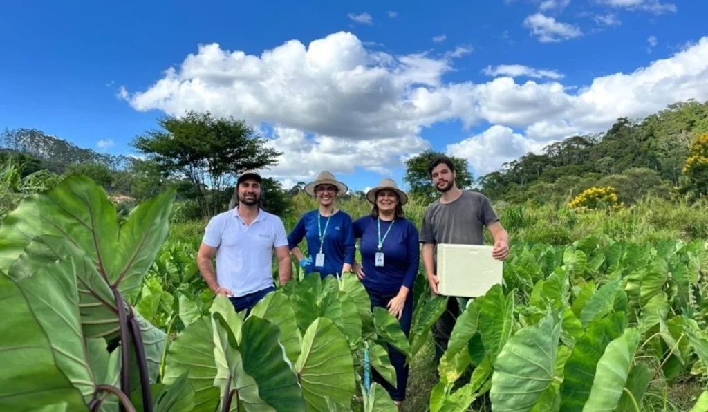 Incaper Desenvolve Novas Variedades de Inhame Adaptadas ao Espírito Santo