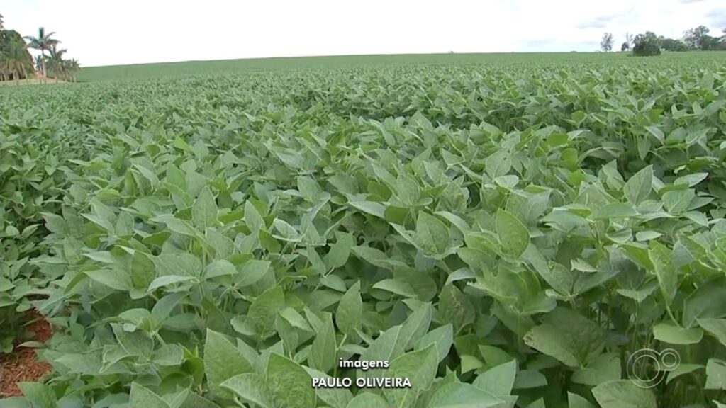 Itapetininga Brilha no Agronegócio: Entre as 40 Cidades que Mais Exportam em SP