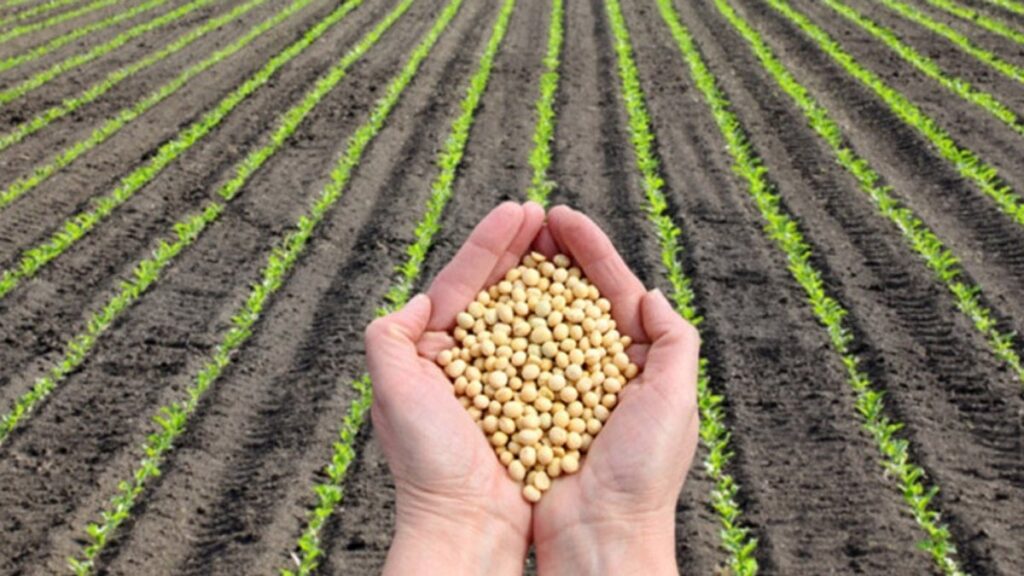 Porto Nacional: Protagonismo do Agronegócio com Exportações de Quase R$ 3 Bilhões Porto Nacional: Protagonismo do Agronegócio com Exportações de Quase R$ 3 Bilhões