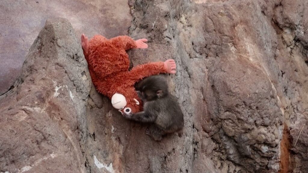 Desafio Visual: Encontre Punch, o Macaco Viral que Conquistou a Internet