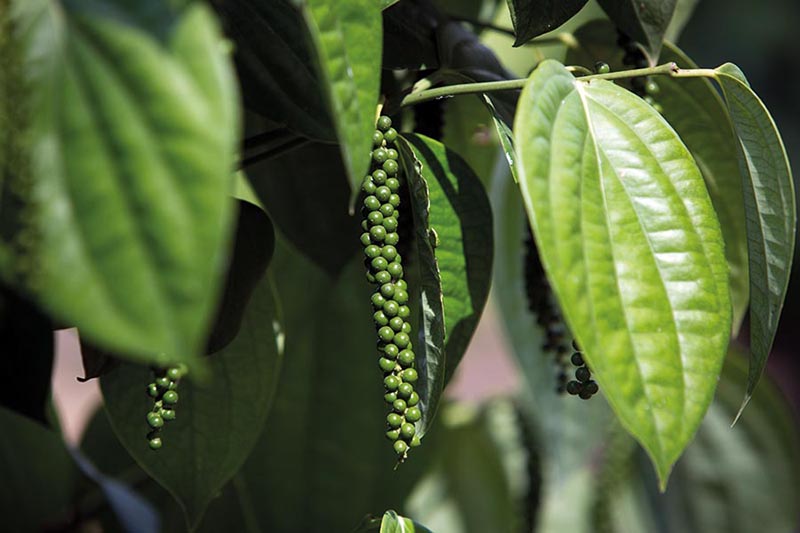 Desafios e Oportunidades: O Futuro da Pimenta-do-Reino no Espírito Santo Desafios e Oportunidades: O Futuro da Pimenta-do-Reino no Espírito Santo