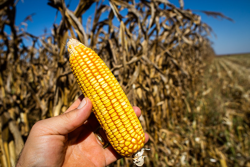Etanol de Milho: A Nova Grande Aposta do Agronegócio Brasileiro Etanol de Milho: A Nova Grande Aposta do Agronegócio Brasileiro