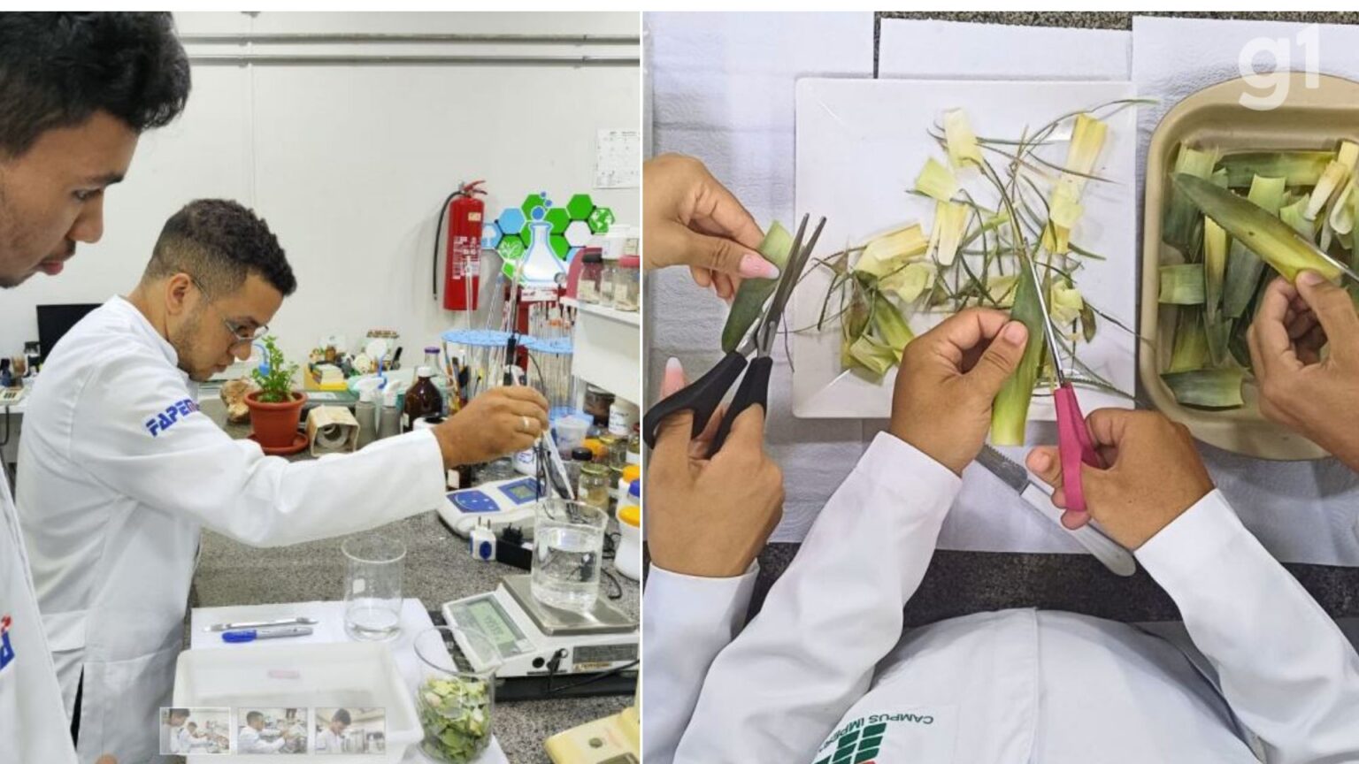 IFMA Conquista Primeira Patente Internacional em Pesquisa Sobre a Coroa do Abacaxi