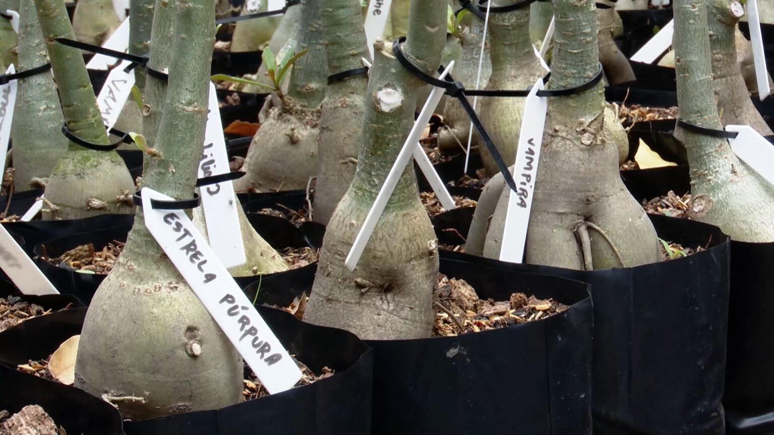 Produção Agrícola no Maranhão: Quarentena da Quaresma Impulsiona Economia Rural