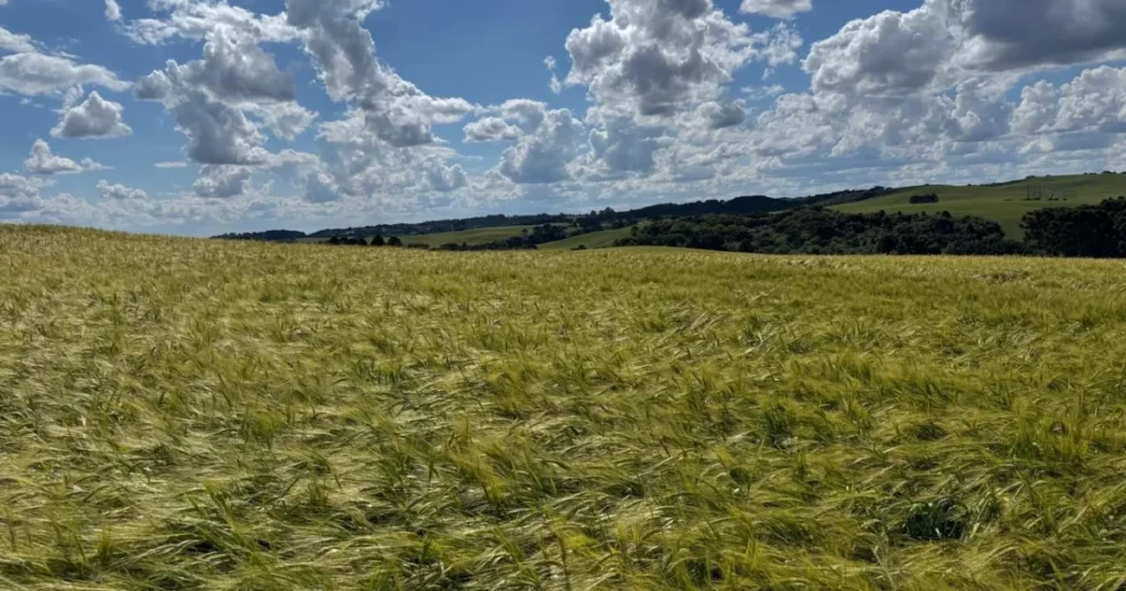 Ambev Lança Nova Política e Impulsiona Produção de Cevada no Sul do Brasil