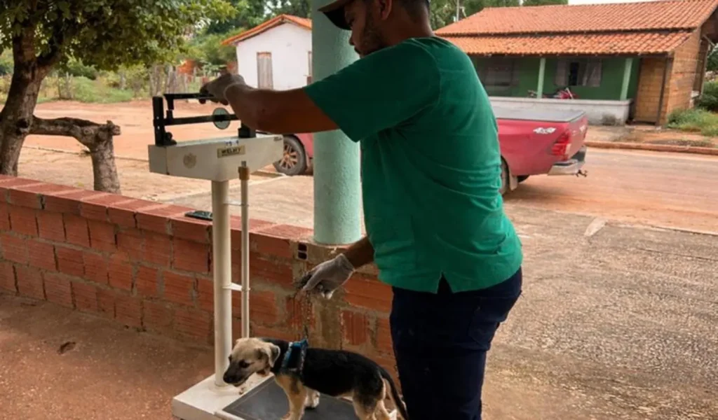 Atendimento Veterinário Gratuito em Petrolina: Prefeitura Realiza Ação do Programa Saúde Animal