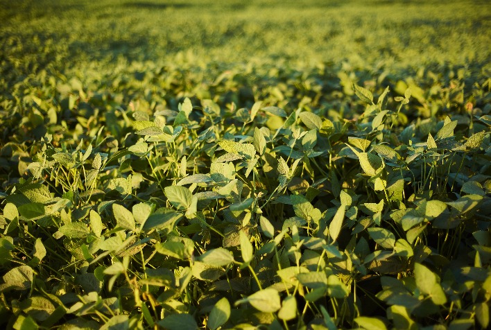 CJ Selecta Alcança Rastreabilidade Total da Soja e Reforça Liderança em Cadeia Livre de Desmatamento CJ Selecta Alcança Rastreabilidade Total da Soja e Reforça Liderança em Cadeia Livre de Desmatamento
