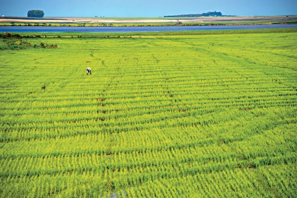 Crise do Diesel no Rio Grande do Sul: Implicações para o Agronegócio e Aumento no Preço do Arroz