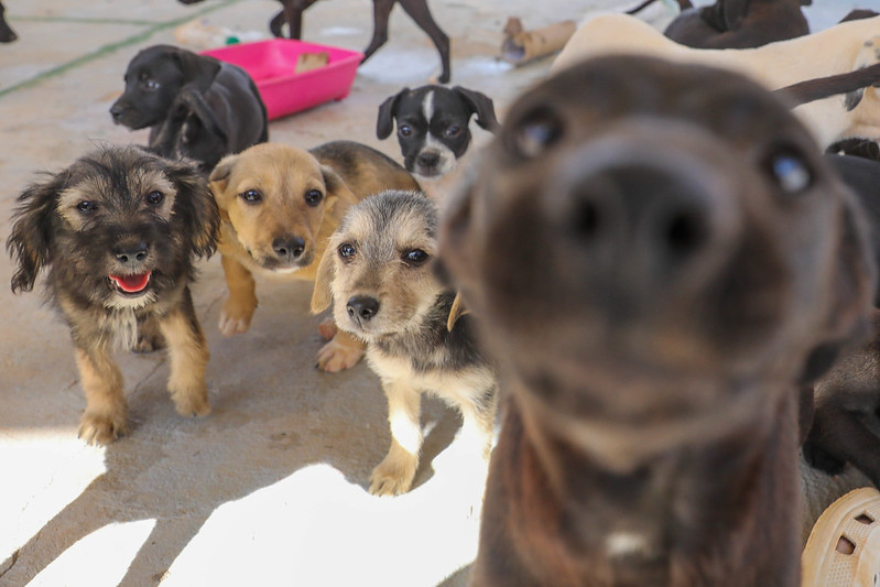 GDF Fortalece Proteção Animal com Nova Secretaria e Políticas Públicas Estruturadas GDF Fortalece Proteção Animal com Nova Secretaria e Políticas Públicas Estruturadas