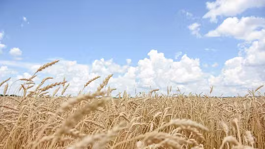 Inadimplência no Agronegócio Alcança Recordes Históricos em 2024 Inadimplência no Agronegócio Alcança Recordes Históricos em 2024
