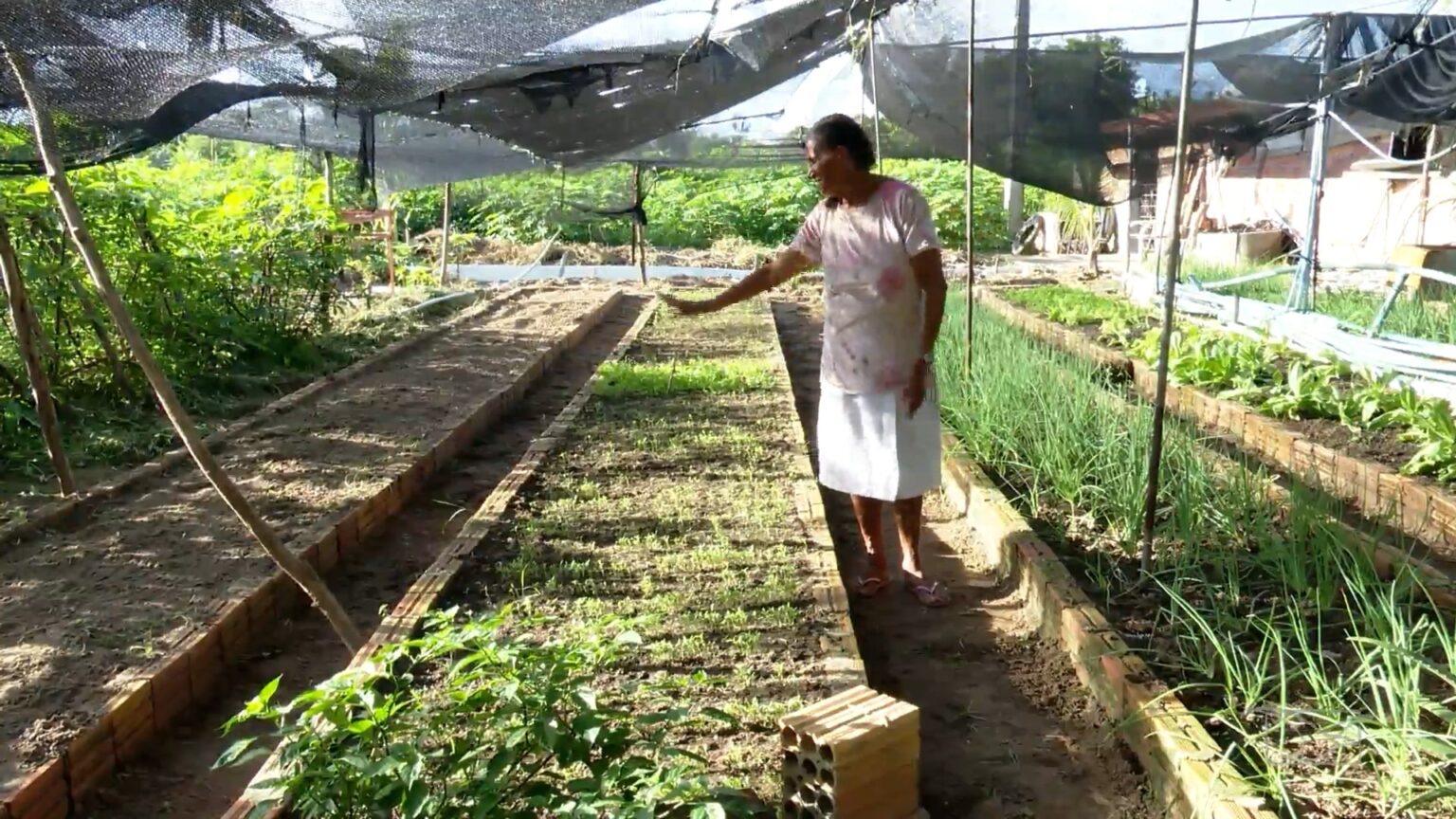 Mirante Rural: Investimentos em Ovelhas Sul-Africanas e Desafios na Agricultura do Maranhão Mirante Rural: Investimentos em Ovelhas Sul-Africanas e Desafios na Agricultura do Maranhão