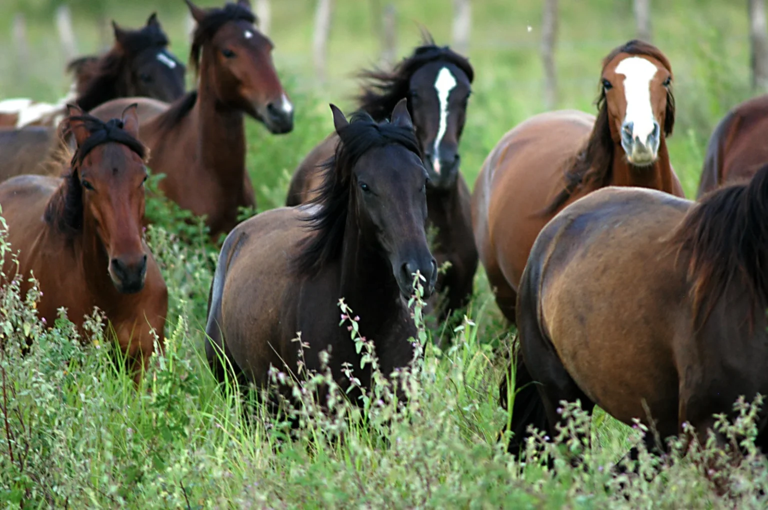 Gravatá se Tornará Polo de Excelência em Equinocultura no Nordeste