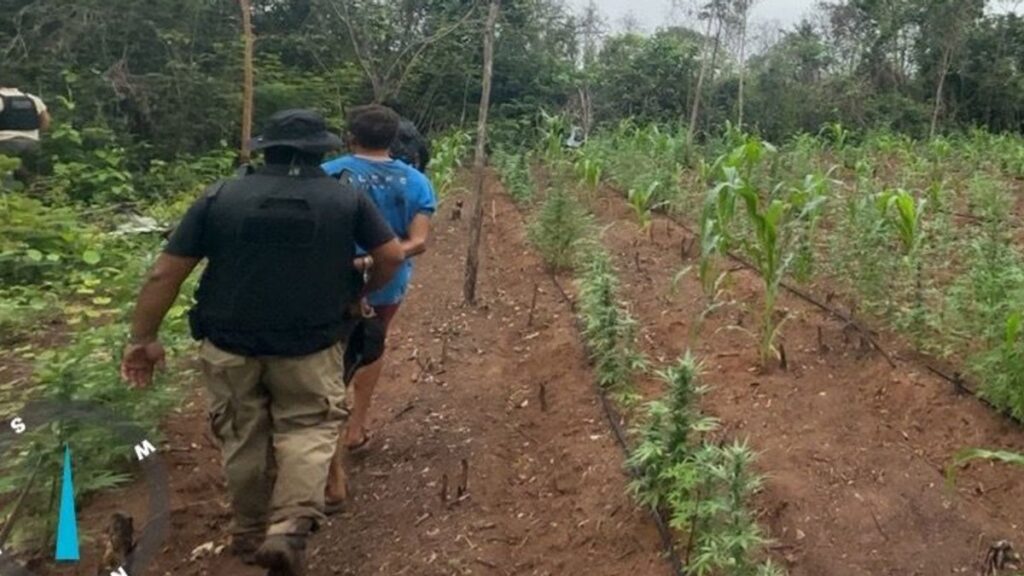Megaoperação Erradica Mais de 10 Mil Pés de Maconha em Terra Indígena no Maranhão