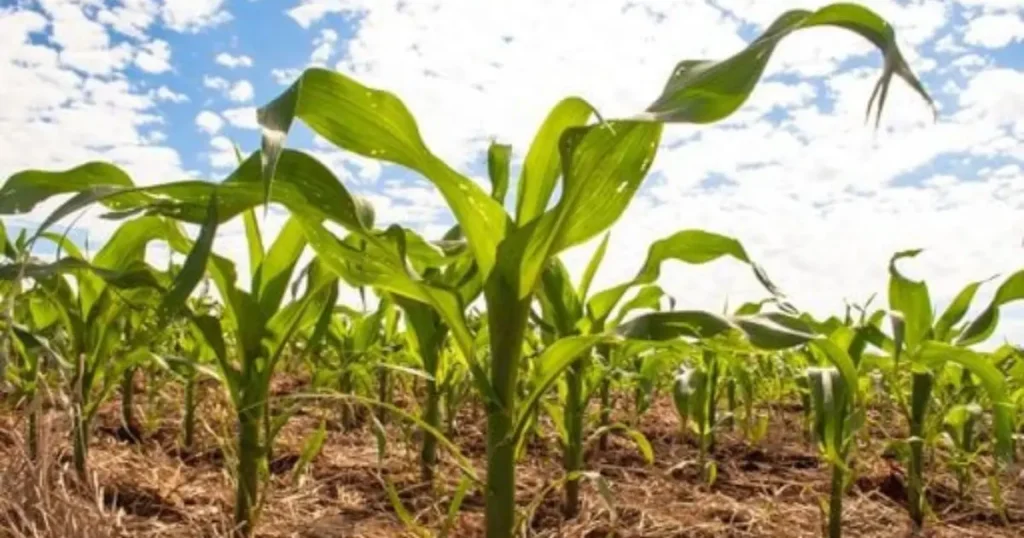 Transição Climática e El Niño: Riscos Crescentes para o Agronegócio em 2026