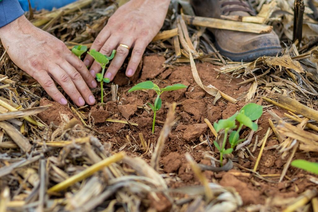 Agro em Mato Grosso: Empregos Mais Que Dobram e Setor se Consolida na Economia