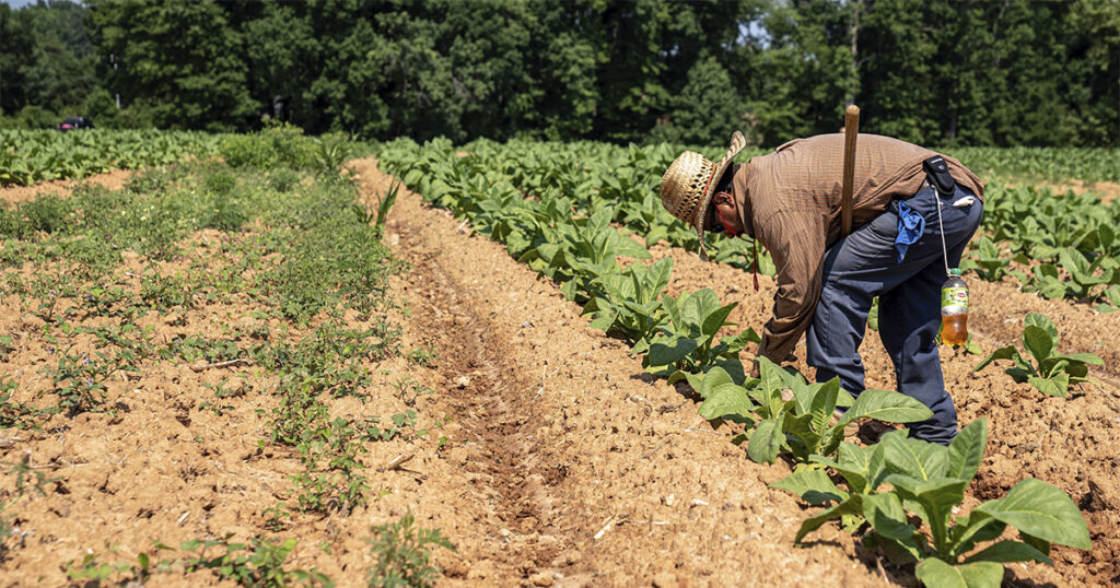 Agronegócio: Recorde de 28,4 milhões de empregos e 26,3% do total no Brasil