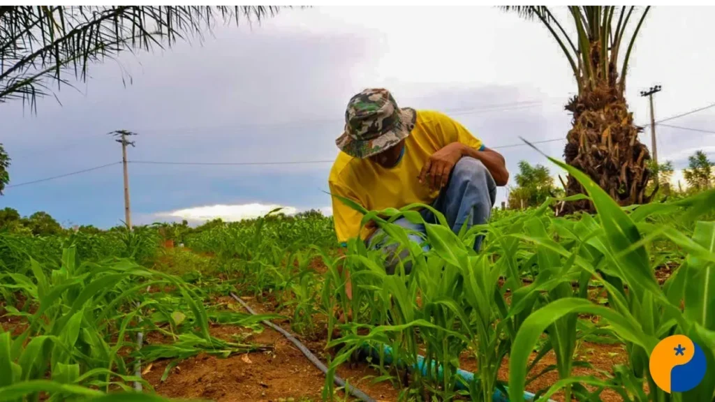 Cooperativas Impulsionam Crédito Rural e Transformam o Agronegócio em Minas Gerais