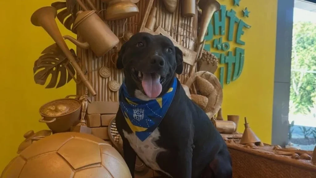 PJ, o Mascote Oficial da Seleção Brasileira: A História do Cãozinho que Conquistou a Granja Comary