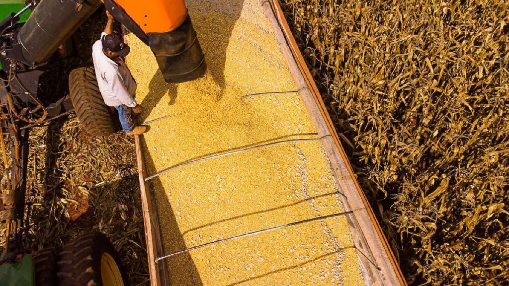 Mato Grosso: Líder em Produção Agropecuária e Expectativa de R$ 206 Bilhões em 2026