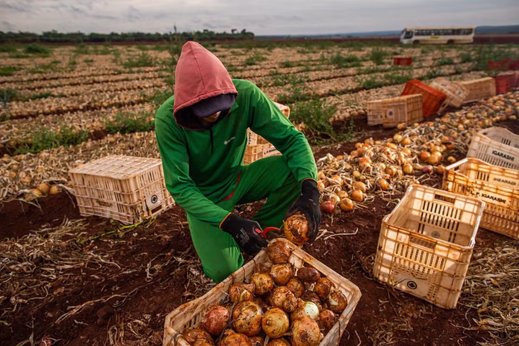 Recorde de Emprego no Agronegócio: Agrosserviços Crescem enquanto Produção Agropecuária Enfrenta Des