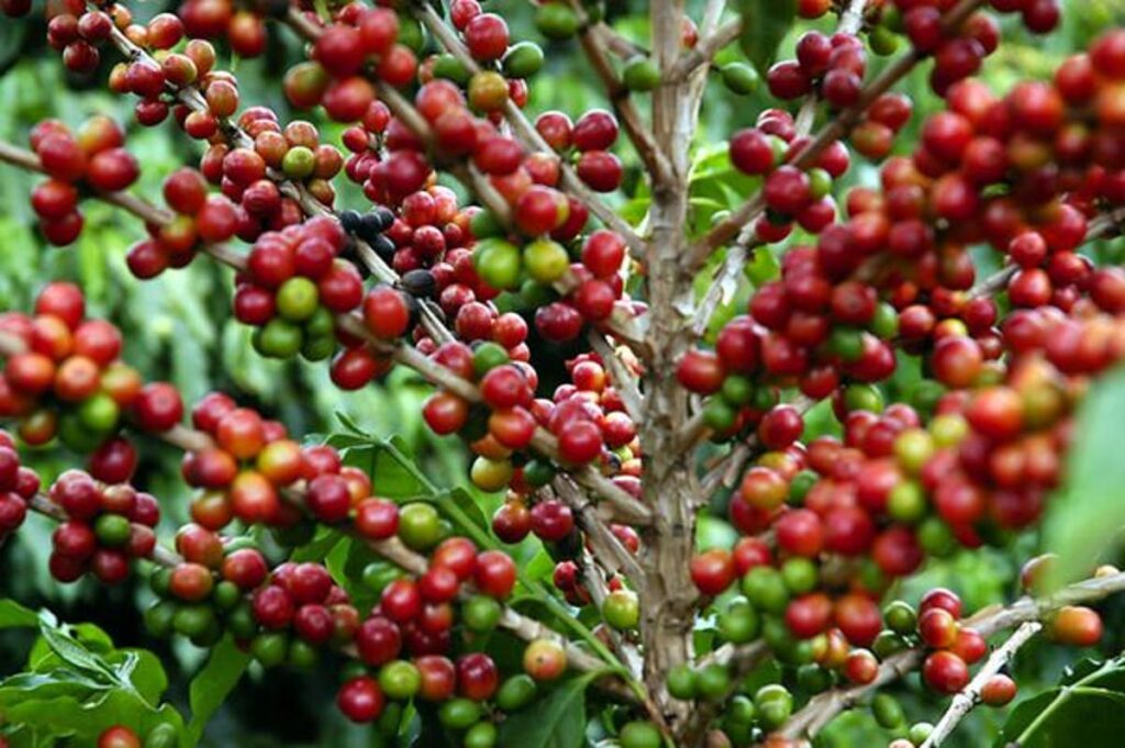 Recordes no Agronegócio Capixaba: Construindo Segurança Jurídica para o Futuro