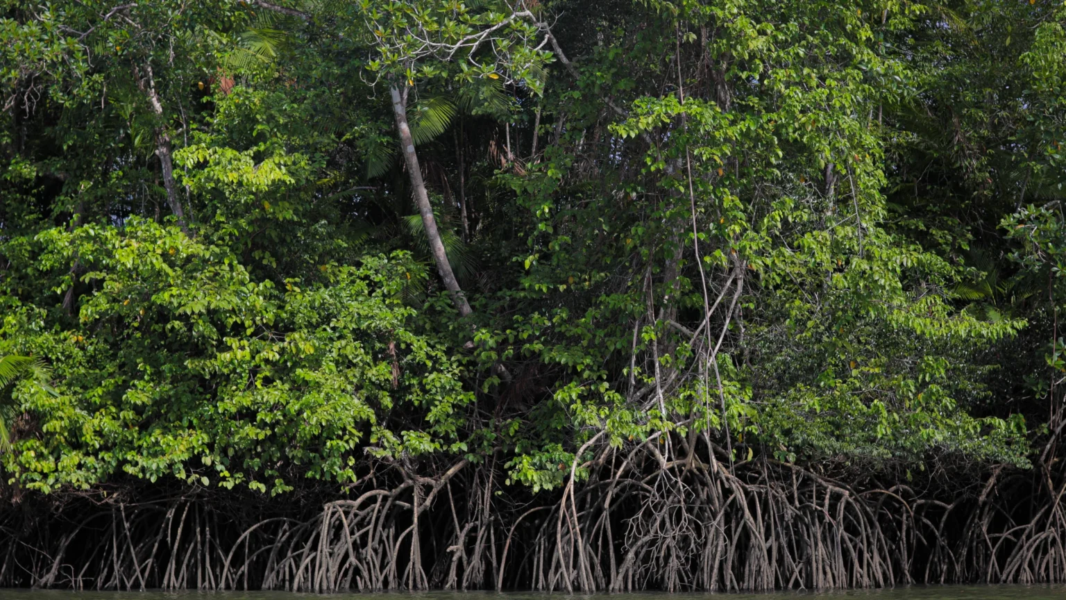 Carbono Azul: 7 Benefícios Que Revelam a Conexão Entre Clima e Oceano